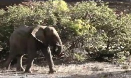 电影野味十足在线观看,一场惊心动魄的生存冒险之旅